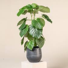 Image result for Ficus tremula