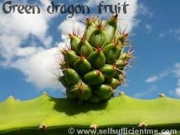 This exotic fruit hails from an equally exotic plant — a tropical form of cactus native to central america. Lm9snwlicjutam