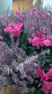 Seleziona l'omaggio che più ti piace sul nostro catalogo e. Panicucci Fiori Ultime Notizie Flash
