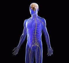 Pictures of central nervous system 1448. How The Nervous System Controls Balance Lerner Chiropractic