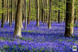 In 2013 when it was a long and cold winter, it took longer than usual before the hallerbos forest in belgium was blossoming. Amusing Planet Hallerbos The Blue Forest Of Belgium Blue Forest Magical Forest Belgium