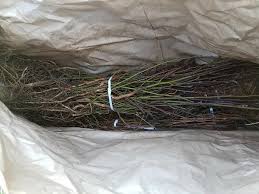 Maybe you would like to learn more about one of these? Bareroot Plants And Plugs Cheap Ways To Get Lots Of Plants