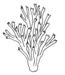 Free Seaweed Coloring Pages For Kids Educative Printable Coral Reef Drawing Coral Drawing Coloring Pages