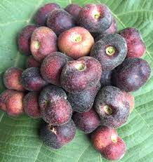 Health benefits of falsa of phalsa fruit and juice. Phalsa Grewia Asiatica Or Falsa In English Nature Mithya Poems
