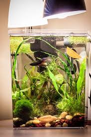 2 5 Gallon Tank 2 X 13w Lights 25w Heater Mini Might Internal Filter Live Plants Good Betta Tank Flora Amazon Swords Wisteri Akvaryumlar Akvaryum Balik