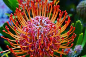 Close Up Of Common Pincushion Protea Blossom Protea Blossom Amazing Flowers