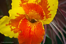 This was a great guide. Costa Rica Flowers Kelsey Mcdowell Photography