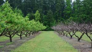 Check spelling or type a new query. Too Few Chill Hours Could Affect Texas Fruit Crop