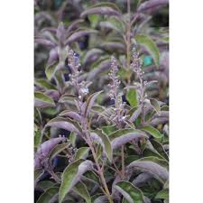 Image result for Vitex trifolia