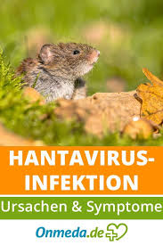 May 28, 2021 · hantavirus: Hantavirus Infektion Ursachen Symptome Therapie Onmeda De Erkrankungen Krankheit Gesundheit Und Wohlbefinden