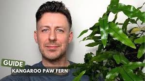 Kangaroo Paw Fern Care Care Guide and Growing Tips