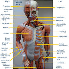 Classic unisex torso anatomy model (16 part). Back Muscle Anatomy Model Human Anatomy