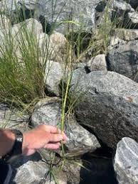 Image result for Setaria geminata