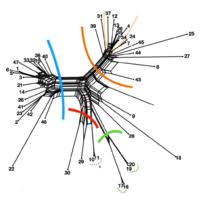 Image result for Brachystegia torrei