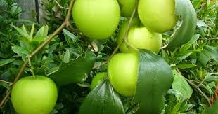 Pokok pandan merupakan pokok serbaguna yang mempunyai 1001 kegunaan bukan sahaja dalam masakan malah boleh digunakan untuk pelbagai yang sebenarnya menanam pokok pandan adalah sangat mudah. Kenali Pohon Sunnah Pokok Bidara Perawatan Bidara Penawar Sunnah