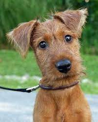 Irish Terrier Baby Irish Terrier Puppies Terrier Puppies Irish Terrier