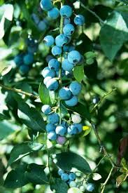 Sunshine Blueberry Pink Spring Flowers Evergreen Blueberry Spring Flowers