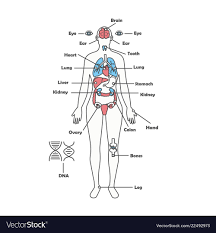 Female Human Anatomy Body Internal Organs