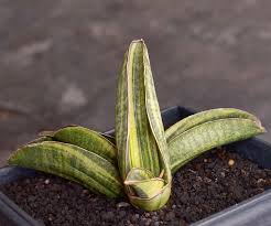 Image result for Sansevieria sinus-simiorum