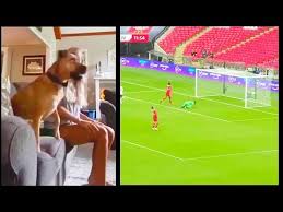 Check spelling or type a new query. Dog Watching Soccer Game Dog Reaction Youtube