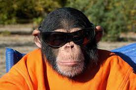 Affe Mit Brille Fotos | IMAGO