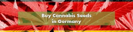 For example, a 10 pack of white widow feminized seeds costs around $64, with 10 similar cannabis seeds at ilgm and msnl costing $119.00 and $100 respectively. Buy Cannabis Seeds In Germany 2021 10buds Cannabis Growing Guide