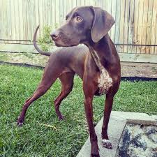 That's because the breed were bred for hunting. Gsp Rescue Queensland Australia Home Facebook