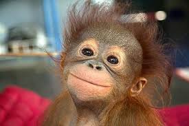 شوف صور جديده صوره قرد كيووت Smiling Animals Funny Animal Pictures Funny Pictures