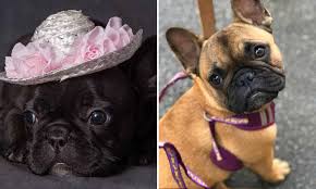 We breed for health, quality, and temperament. Trendy French Bulldogs Are Quickly Becoming Australia S Most Favourite Breed Daily Mail Online
