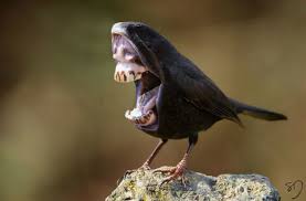 Bird With Big Mouth Full On Nightmare Fuel Birds With Giant Mouths Instead Of Beaks Big Animals Animals Animal Mashups