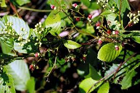 Image result for Tetracera