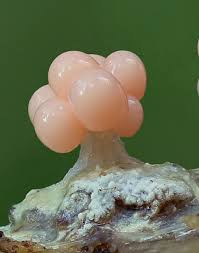 a wild plumbus appears : rmycology