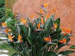 How To Grow And Care For A Bird Of Paradise Flower World Of Flowering Plants Birds Of Paradise Plant Paradise Plant Paradise Flowers