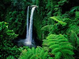 Unduh dan gunakan 4.000+ foto stok konifer secara gratis. Hutan Tropis Kering Kacamatajingga
