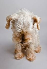 Image result for cute baby animals