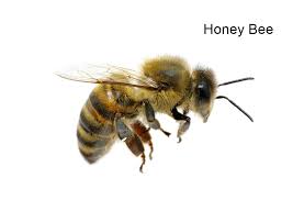 A basis for forage plant management. Bees Pest Control Norwich Norfolk