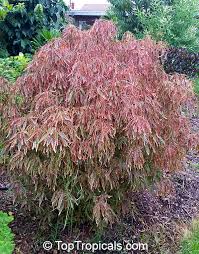 Image result for Acalypha ambigua