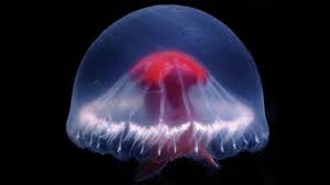 Image result for Jellyfish