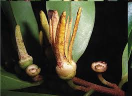 Image result for Xylopia acutiflora