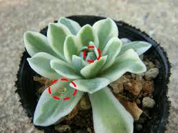 オロスタキス 富士 について 3回くらい花が咲きましたが枯れたことや害虫のことなどを