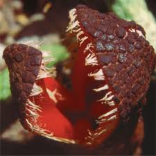 Image result for Hydnora