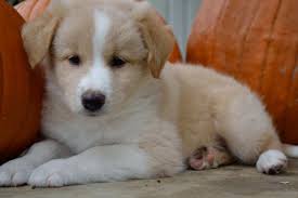Get a boxer, husky, german shepherd, pug, and more on kijiji golden retriever in dogs & puppies for rehoming in toronto (gta). 63 Golden Retriever Lab Mix Puppies For Sale Texas L2sanpiero