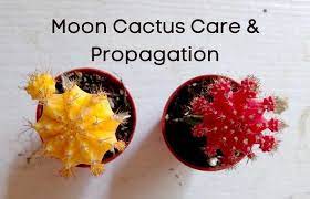 Below are some simple steps to follow to propagate your cacti successfully. Moon Cactus Care And Propagation Multigardening
