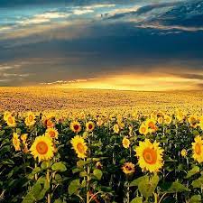 Huge Sun Flower Fields Sunflower Fields Nature Sunflower Wallpaper
