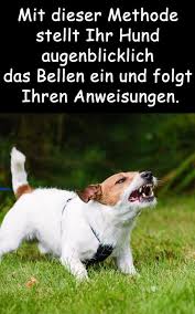 Mit Dieser Methode Stellt Ihr Hund Augenblicklich Das Bellen Ein Und Folgt Ihren Anweisungen Hunde Hunde Welpen Erziehung Hunde Korpersprache