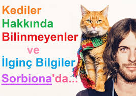 kediler hakkinda bilinmeyenler ve ilginc bilgiler