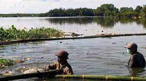 Mayat abk asal indonesia dibuang ke laut dari kapal china. Kasus Bangkai Babi Berdampak Di Aceh Pengepul Ikan Rugi Puluhan Juta Tribunnews Com Mobile