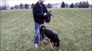 Check spelling or type a new query. Ortho Dog Mobility Braces For Dogs Youtube