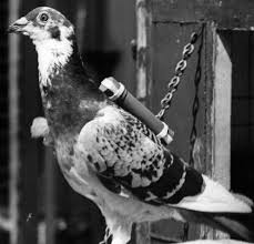 One Of The Many Pigeons That Helped Save Soldiers During World War 2 Pigeon Racing Pigeons Pet Pigeon