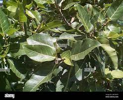 Image result for Ficus ingens